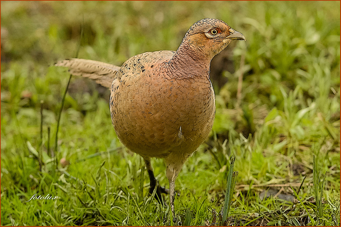 Fagiano femmina (Oasi Cervara) 2014