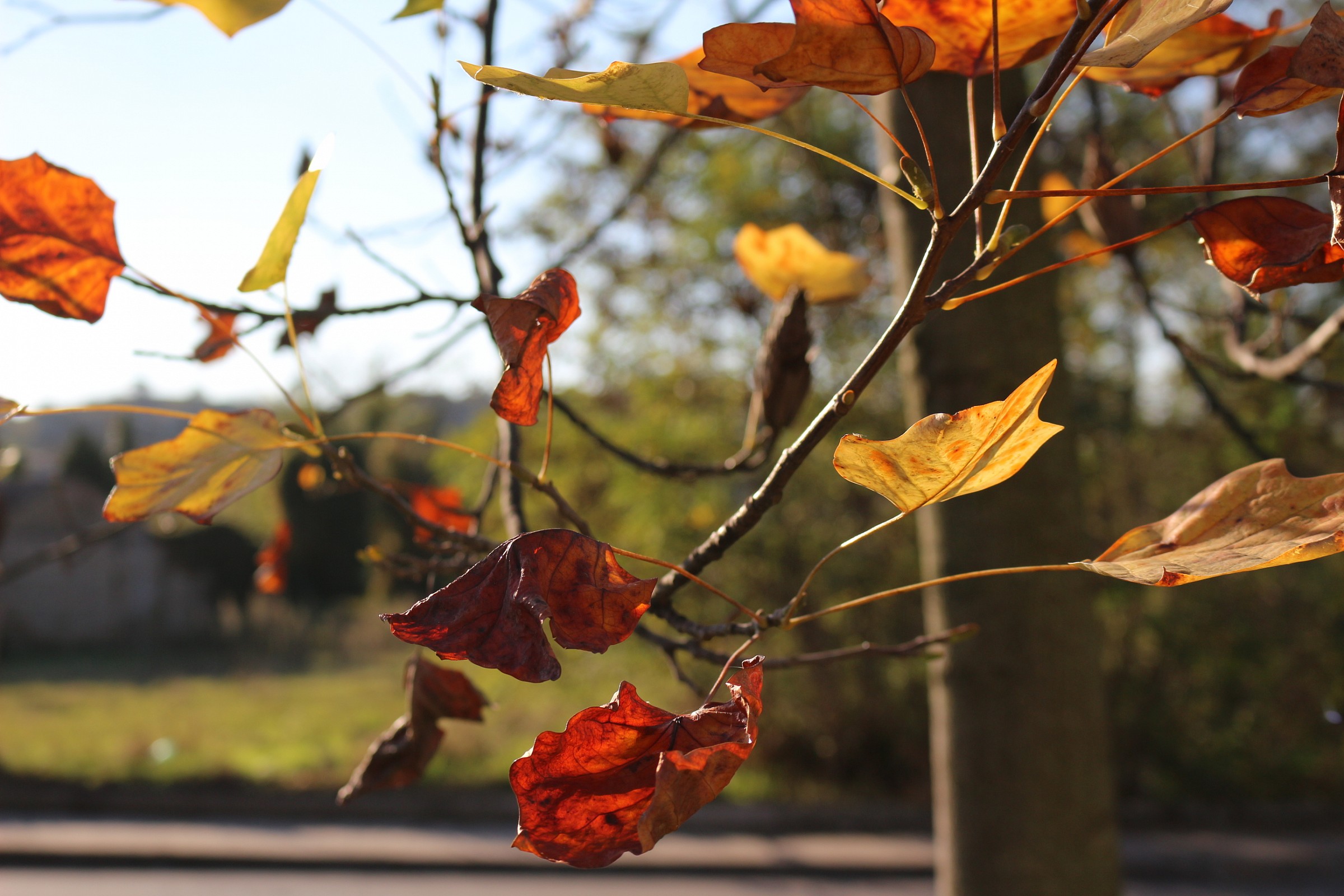 Caldi colori dell'autunno