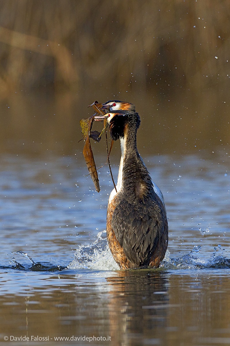 Grebes on parade