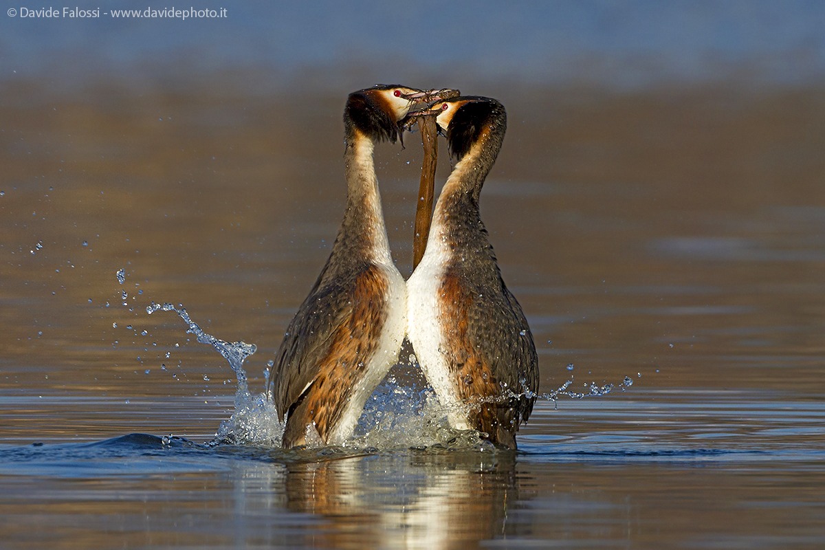 The dance of grebes