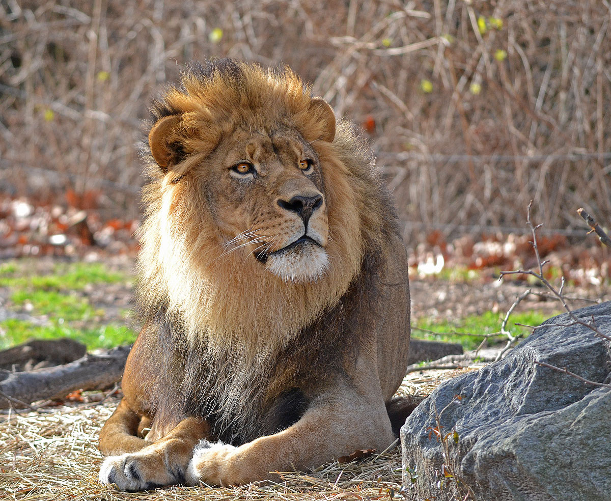 Lion of the Bronx