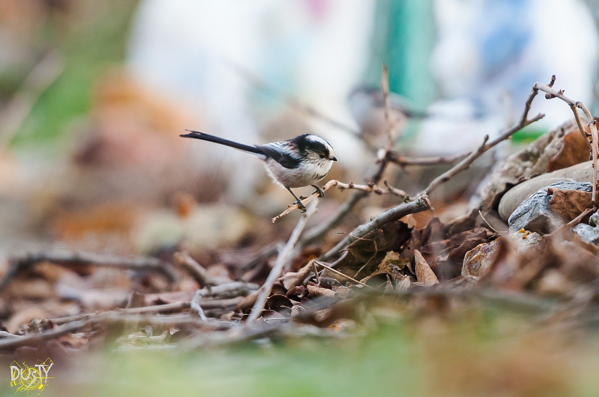 Codibugnolo in cerca di cibo