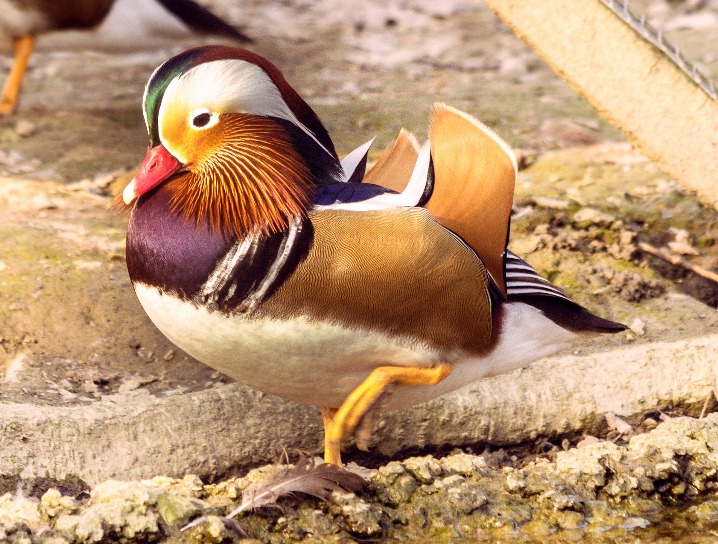 Mandarina Duck - Aix galericulata