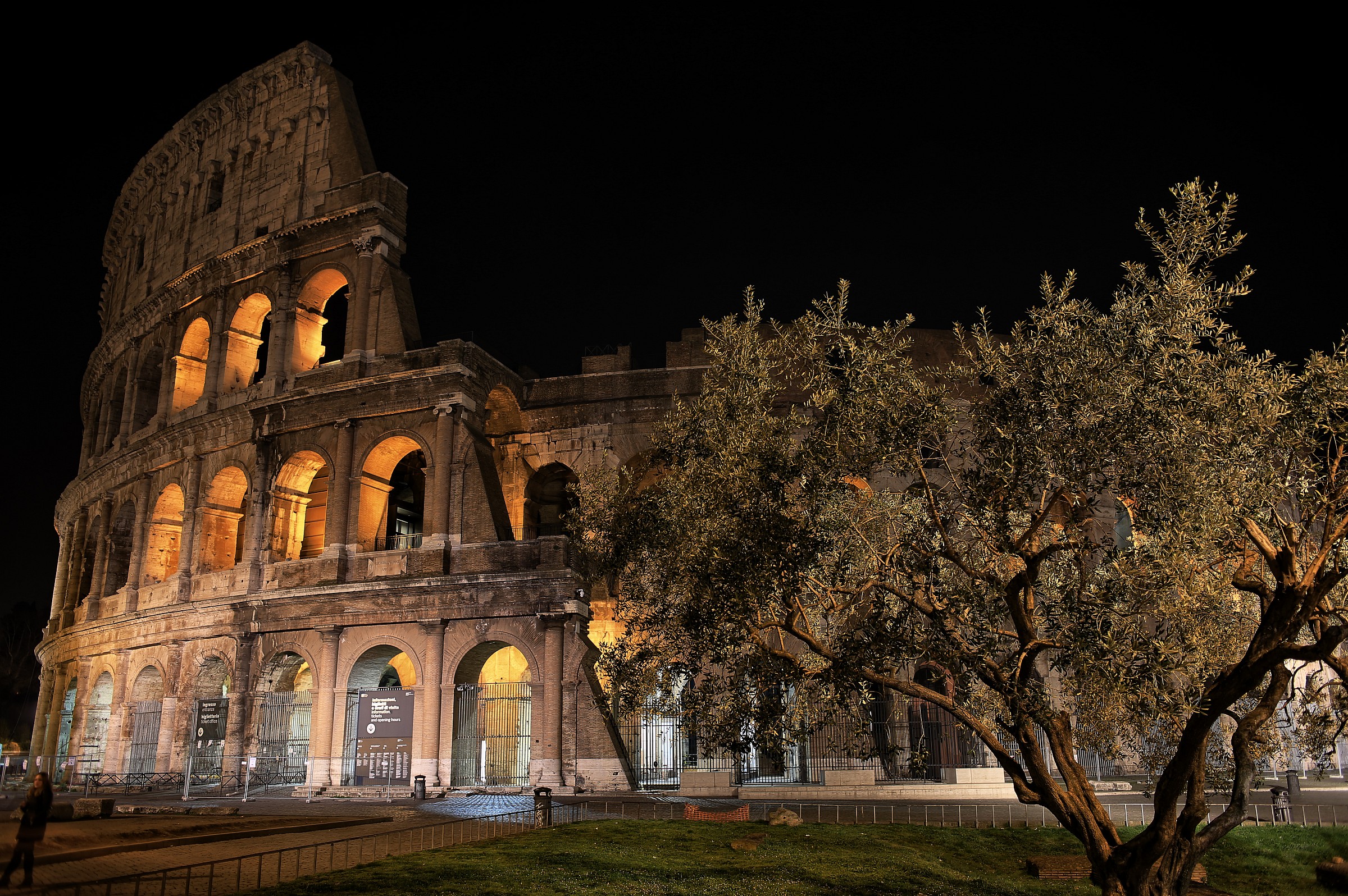l'olivo ed il Colosseo