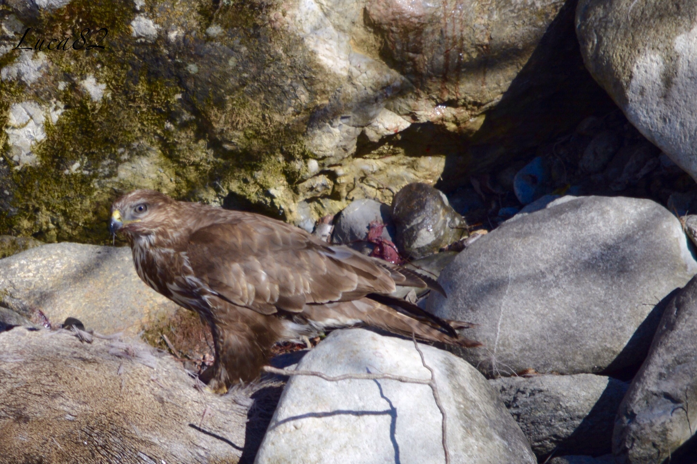 Lunch buzzard