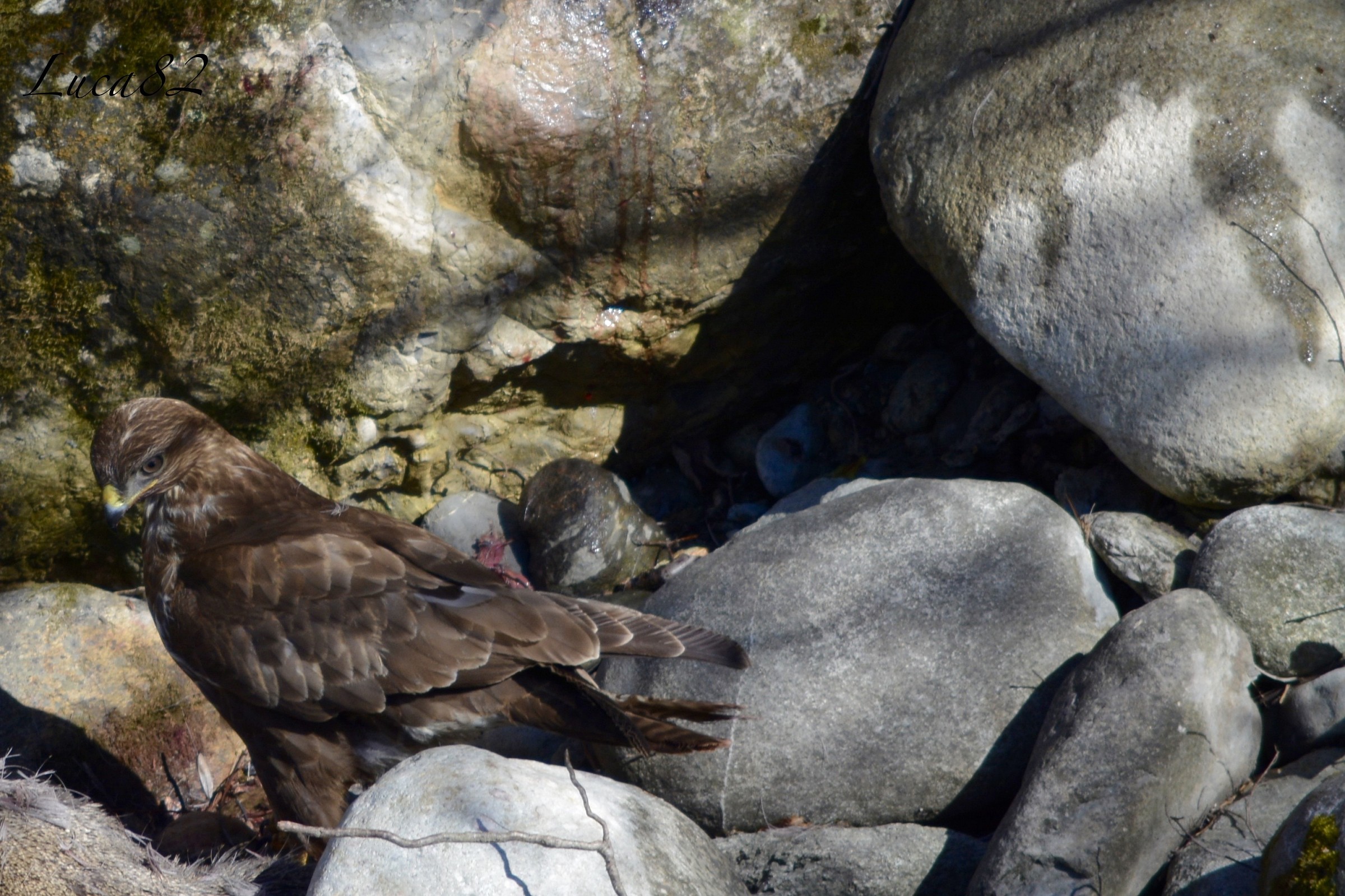 Lunch buzzard
