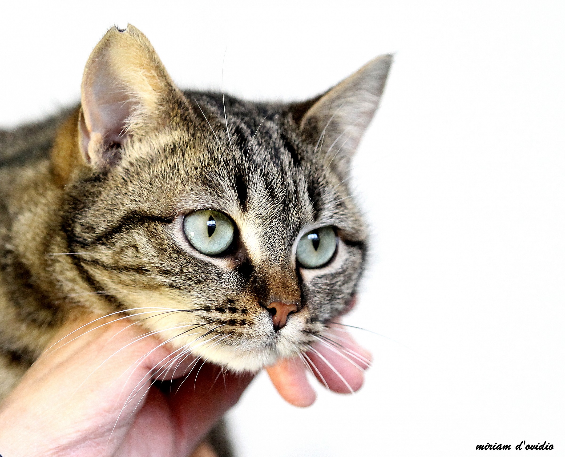 il buongiorno di Mimì