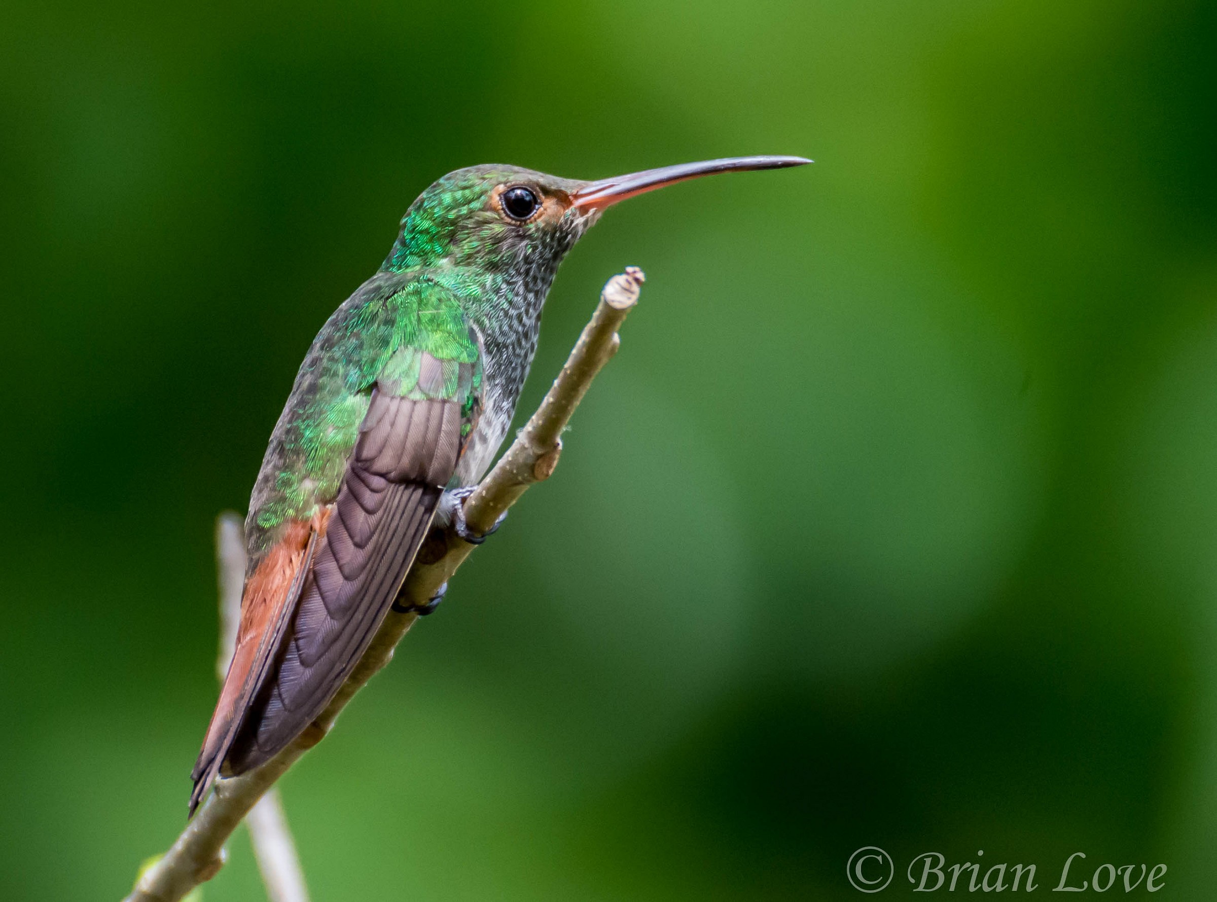 Rufous-tailed Hummington