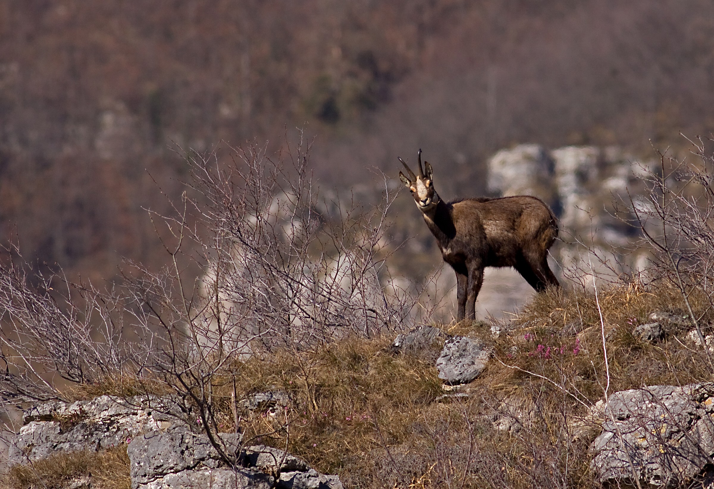 Chamois
