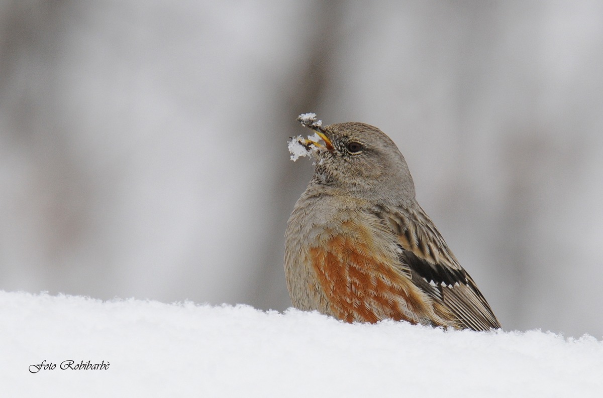 Sordone...becco nevoso...