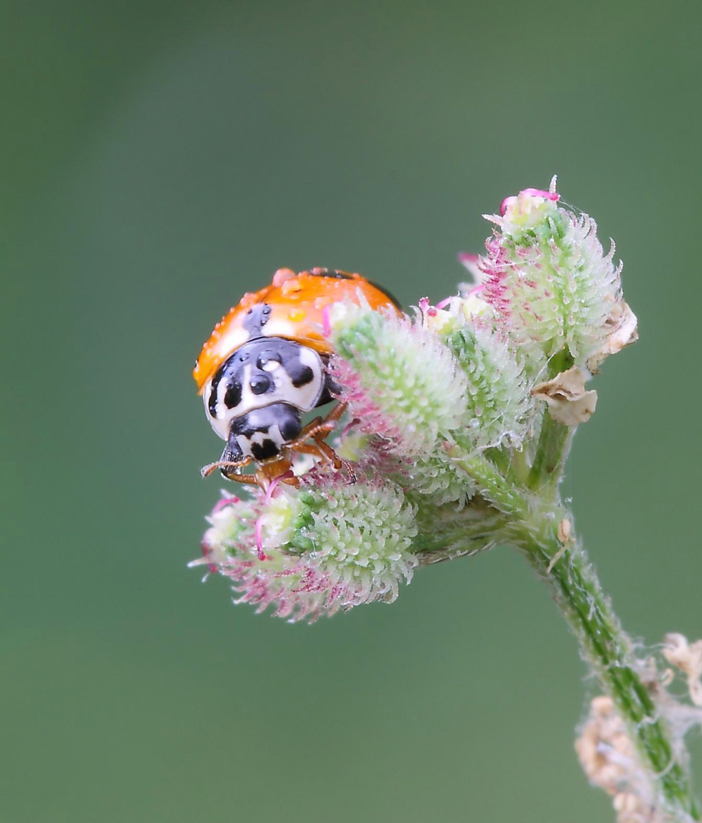 Coccinellidae