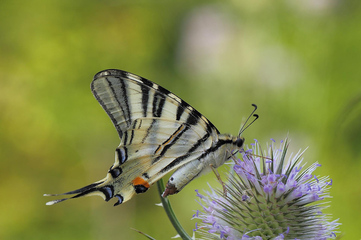 Iphiclides podalirius