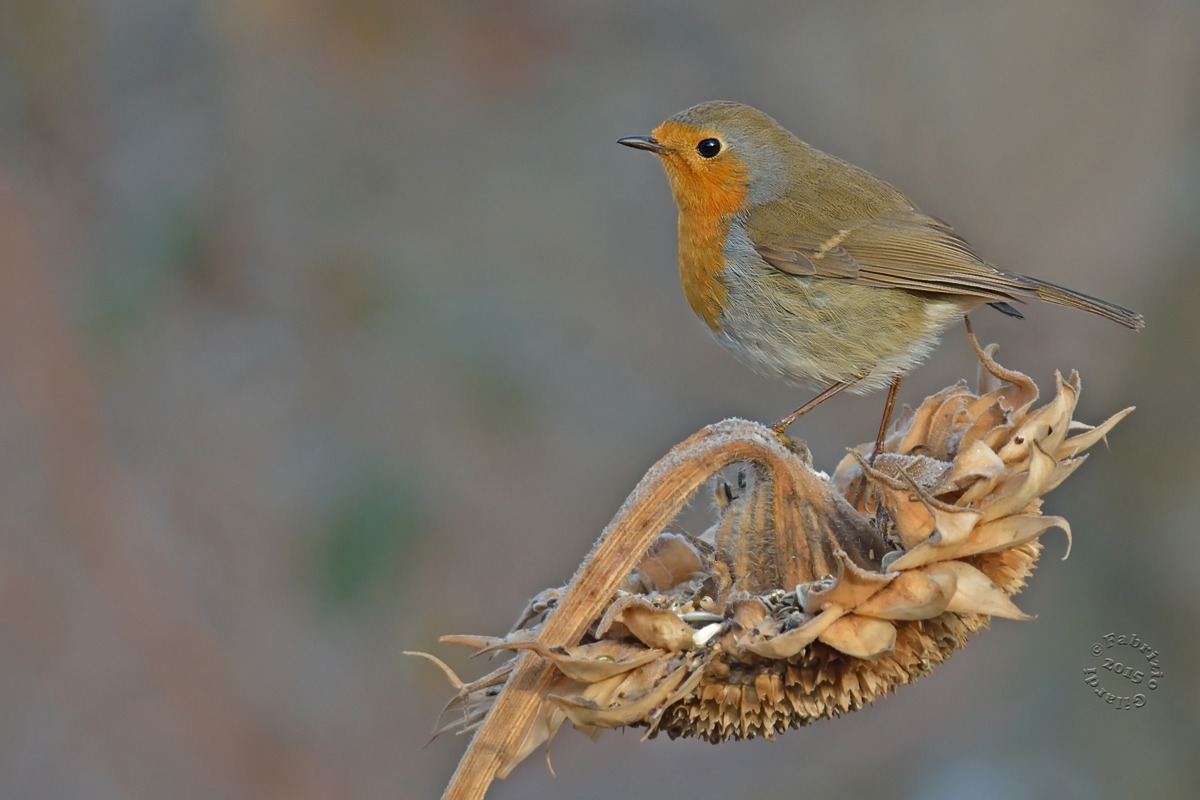 Pettirosso (Erithacus rubecula)