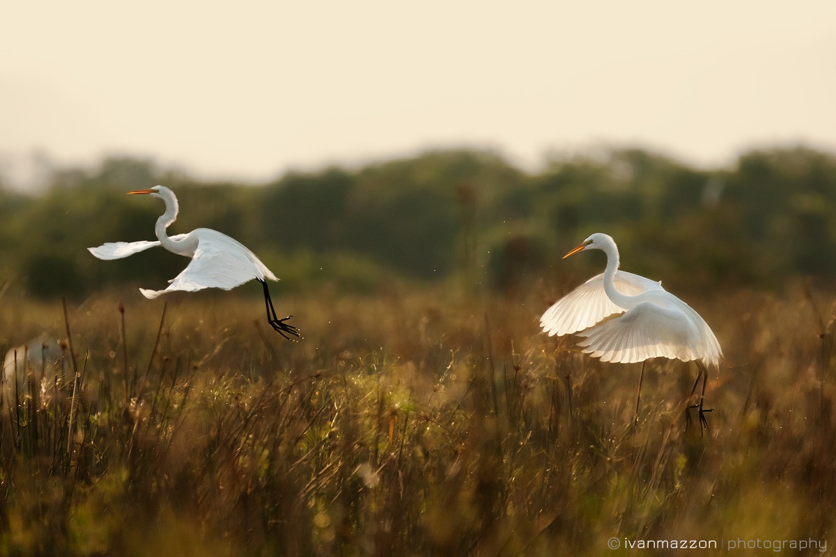 Garça-branca-grande