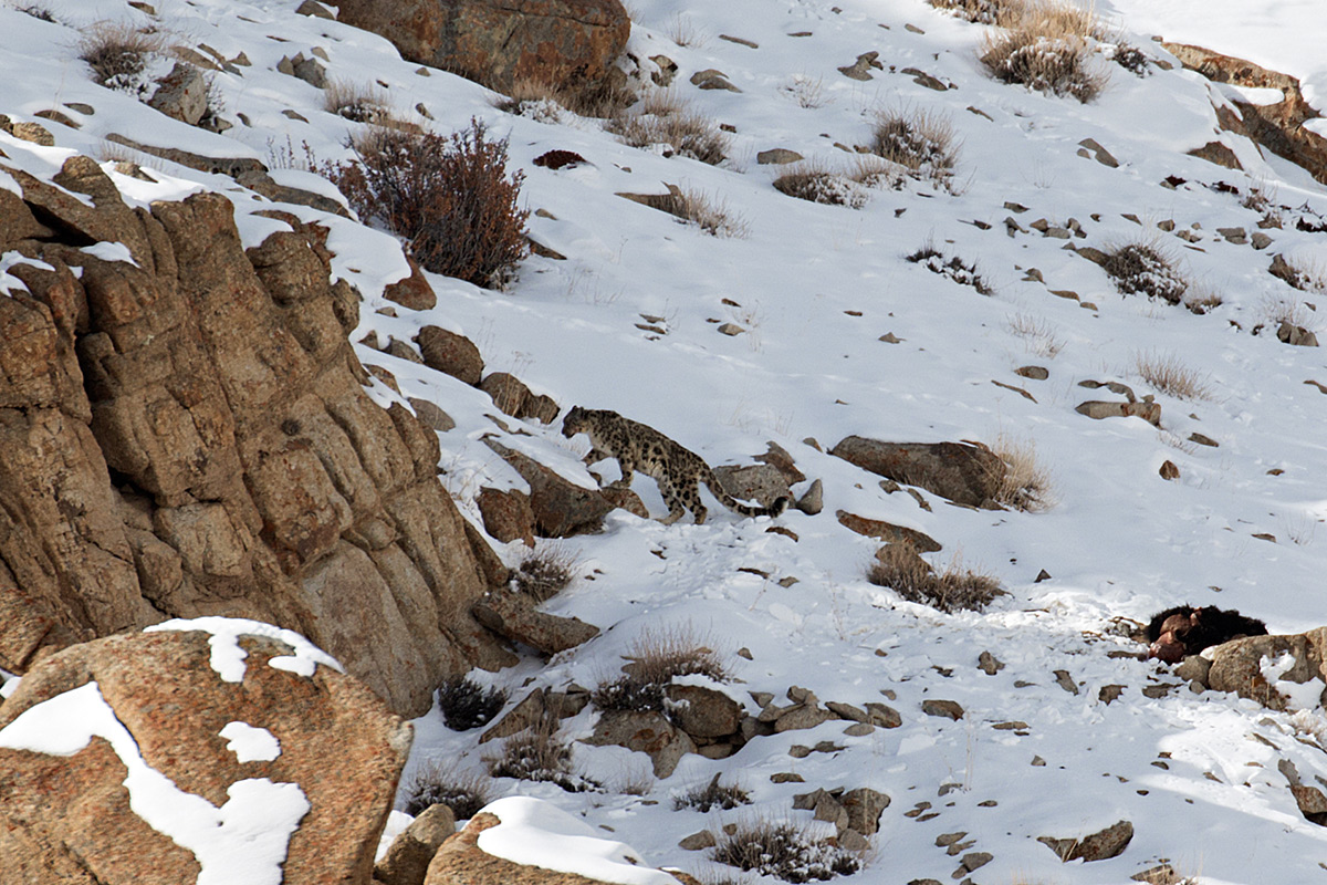 Snow Leopard