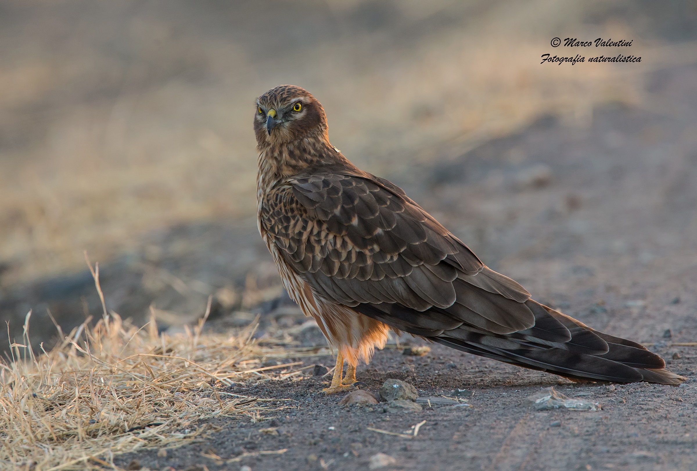Albanella al tramonto