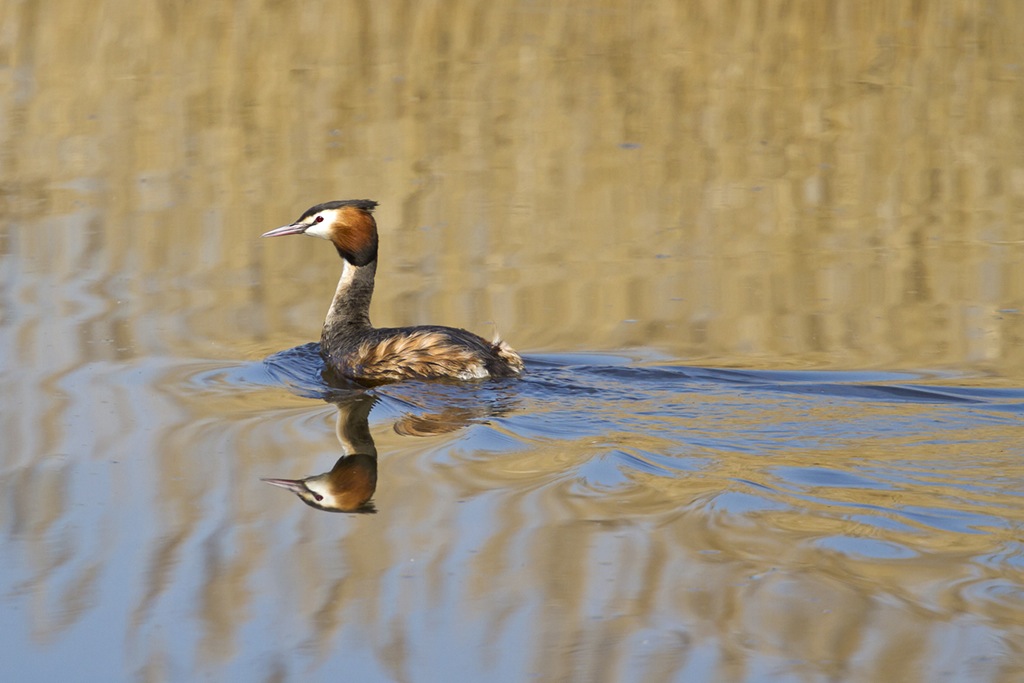Great Crested Grebe
