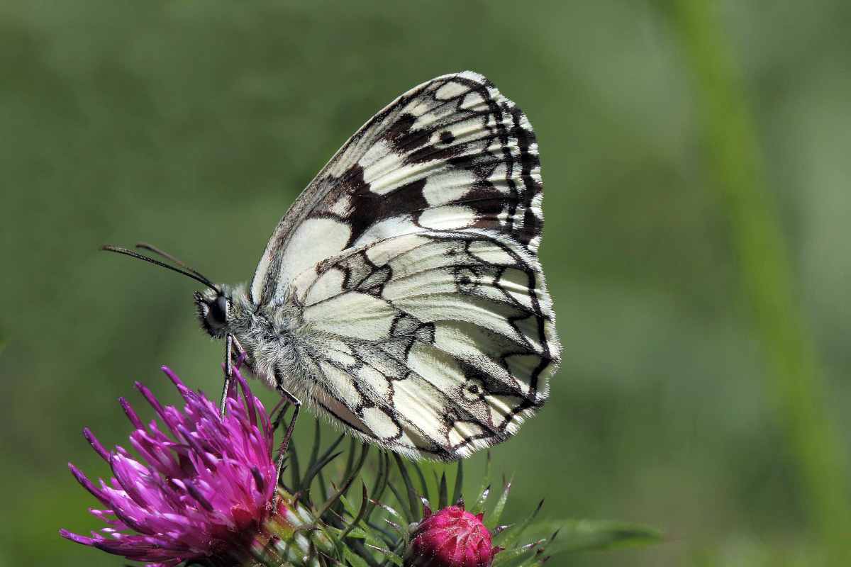 Melanargia Galathea