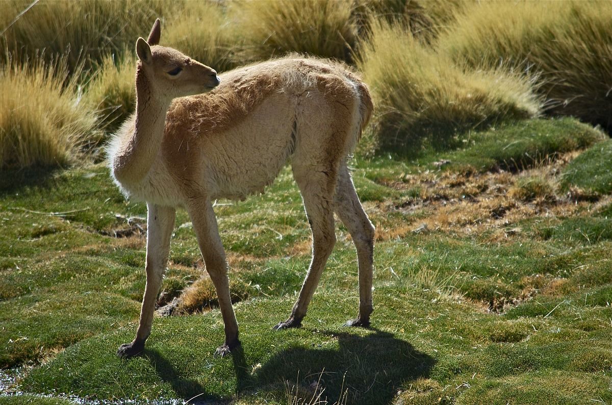 Vicuna