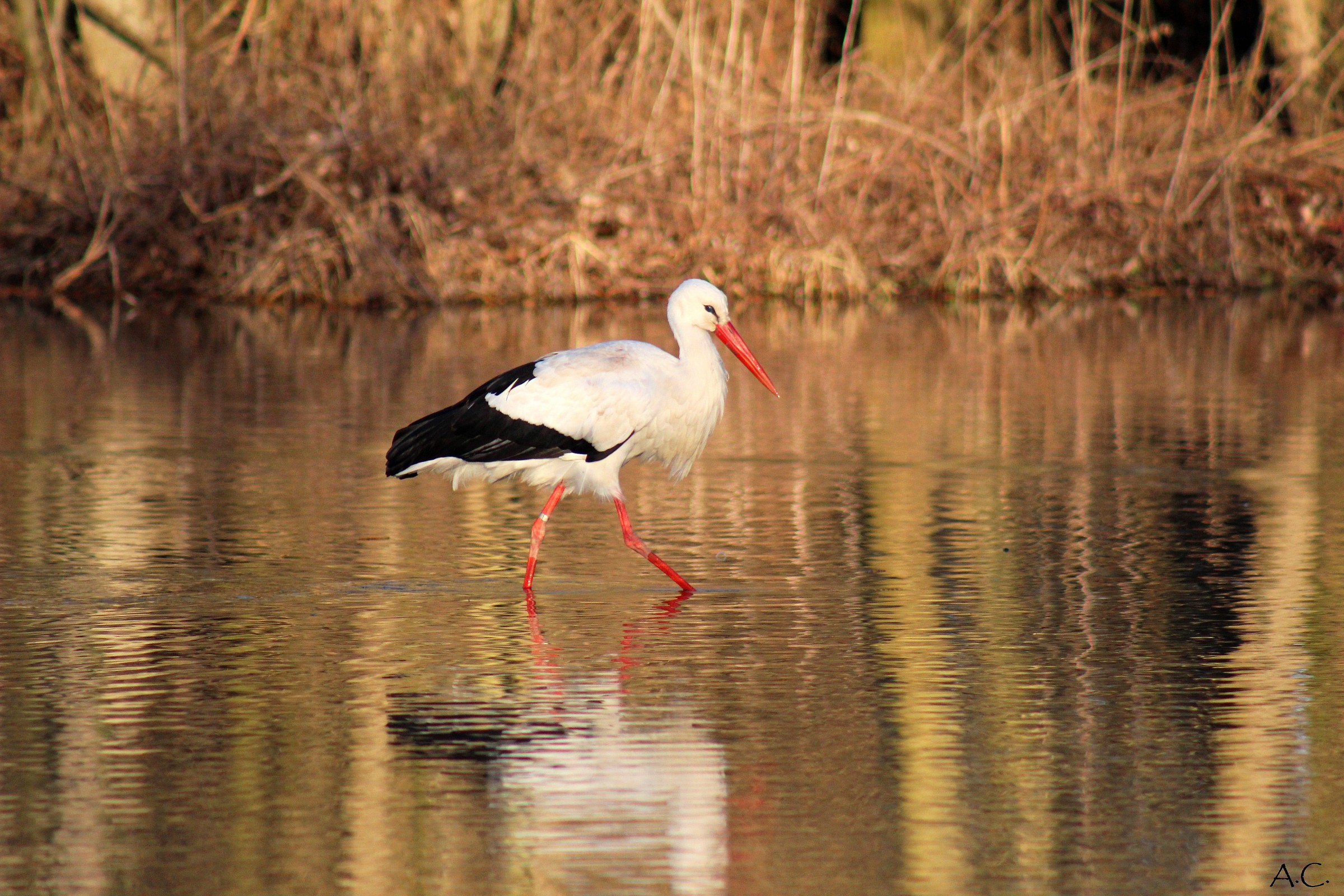 White Stork (Ciconia ciconia)