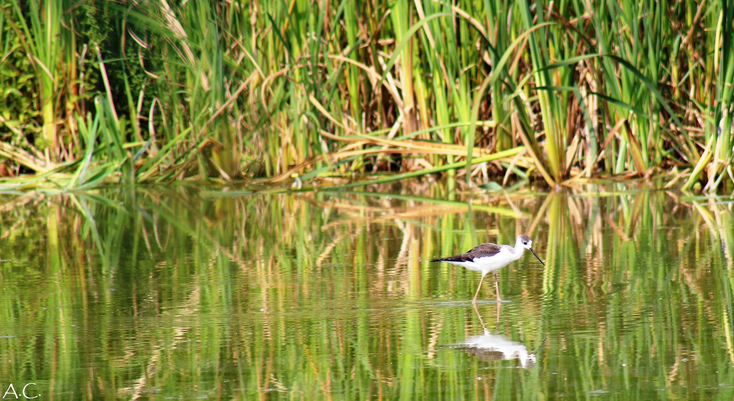 Knight of Italy (Himantopus himantopus)