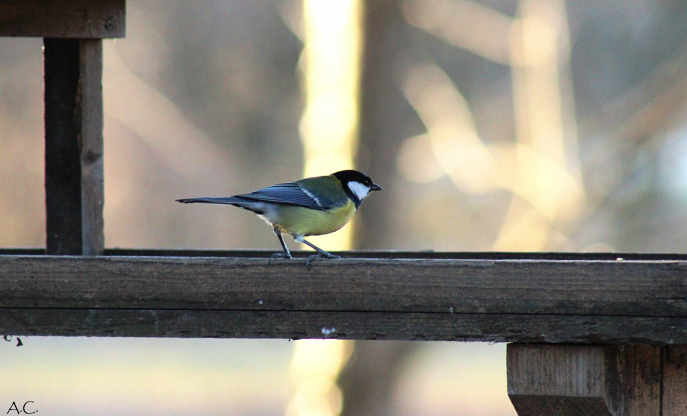 Great Tit (Parus major)