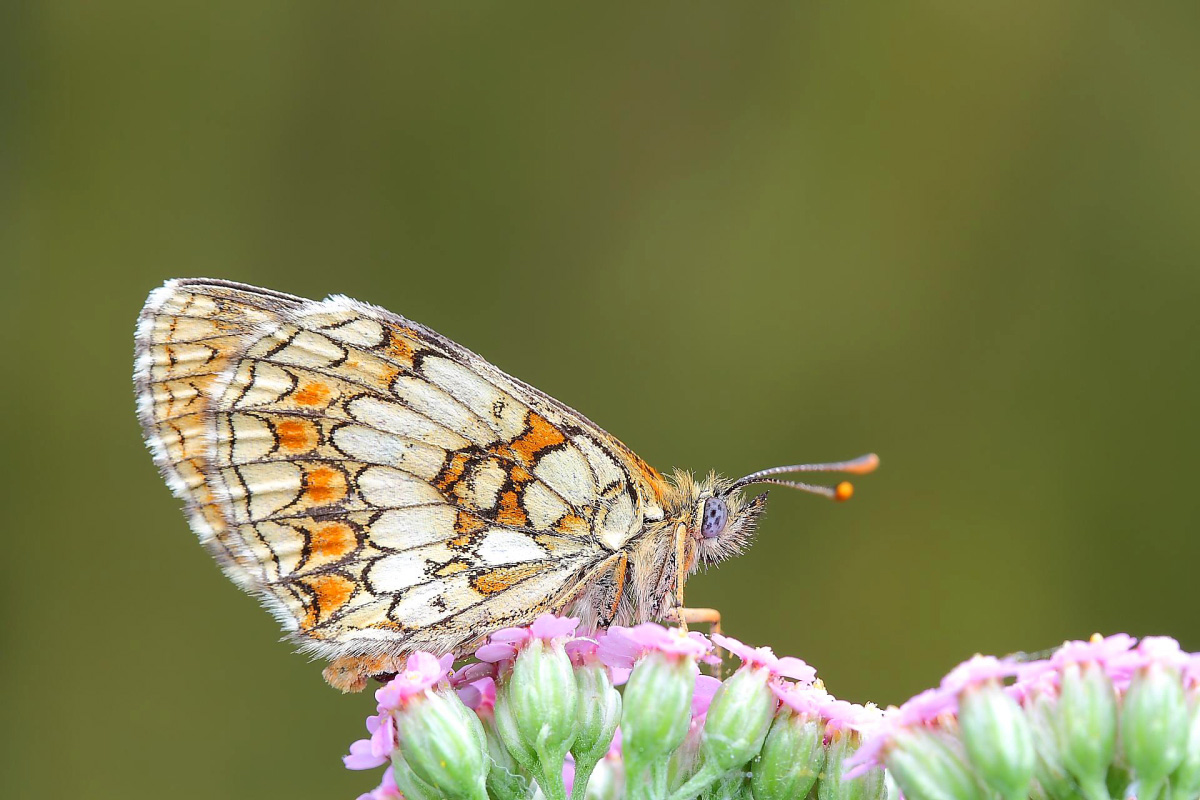 melitaea didyma