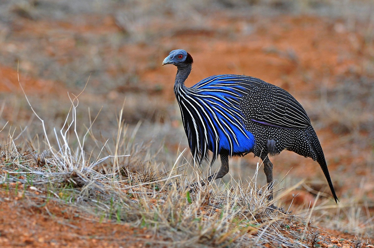 Guinea fowl vultulina