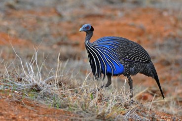 Acryllium vulturinum