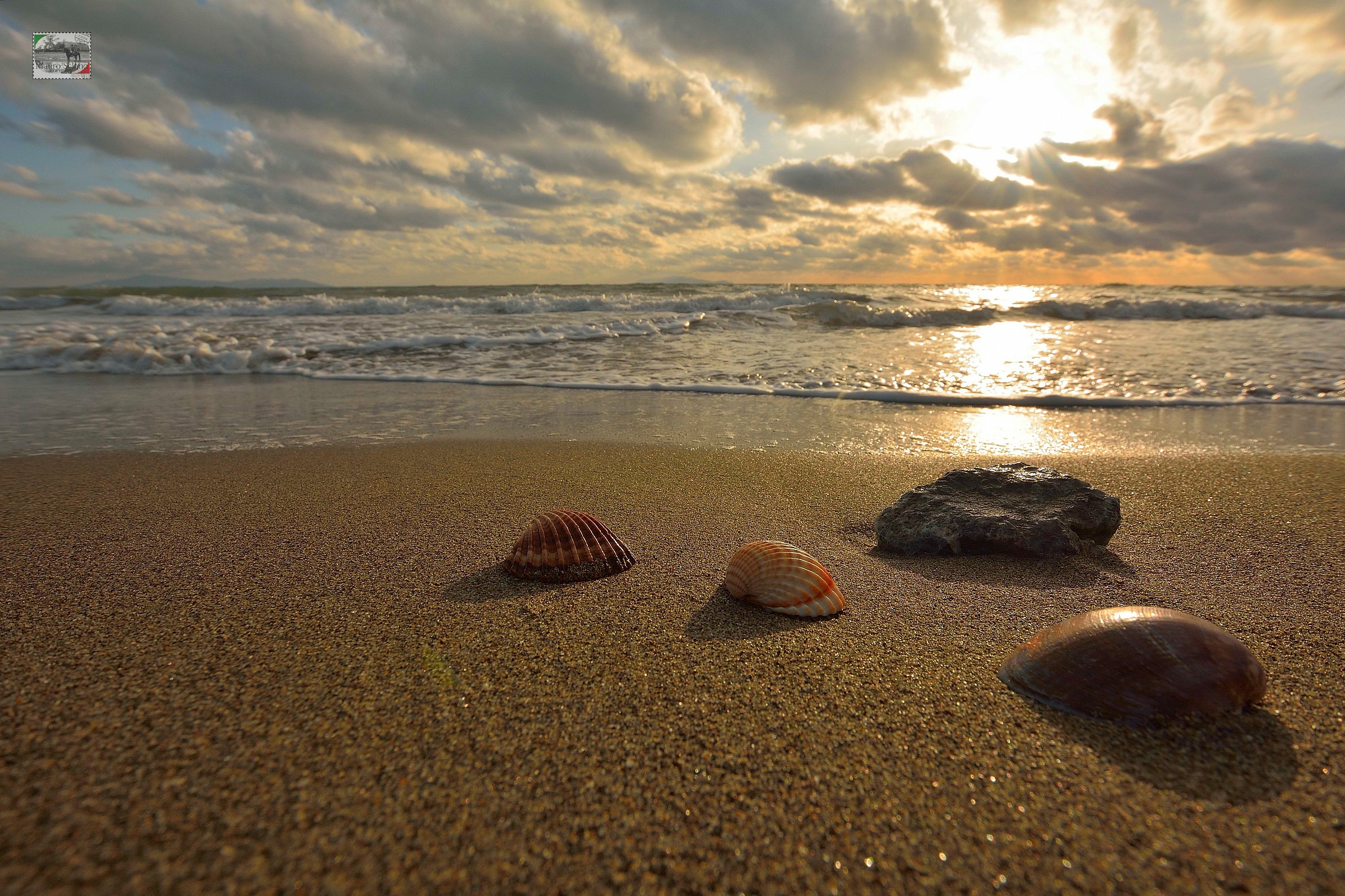 Shells ... Park of Maremma