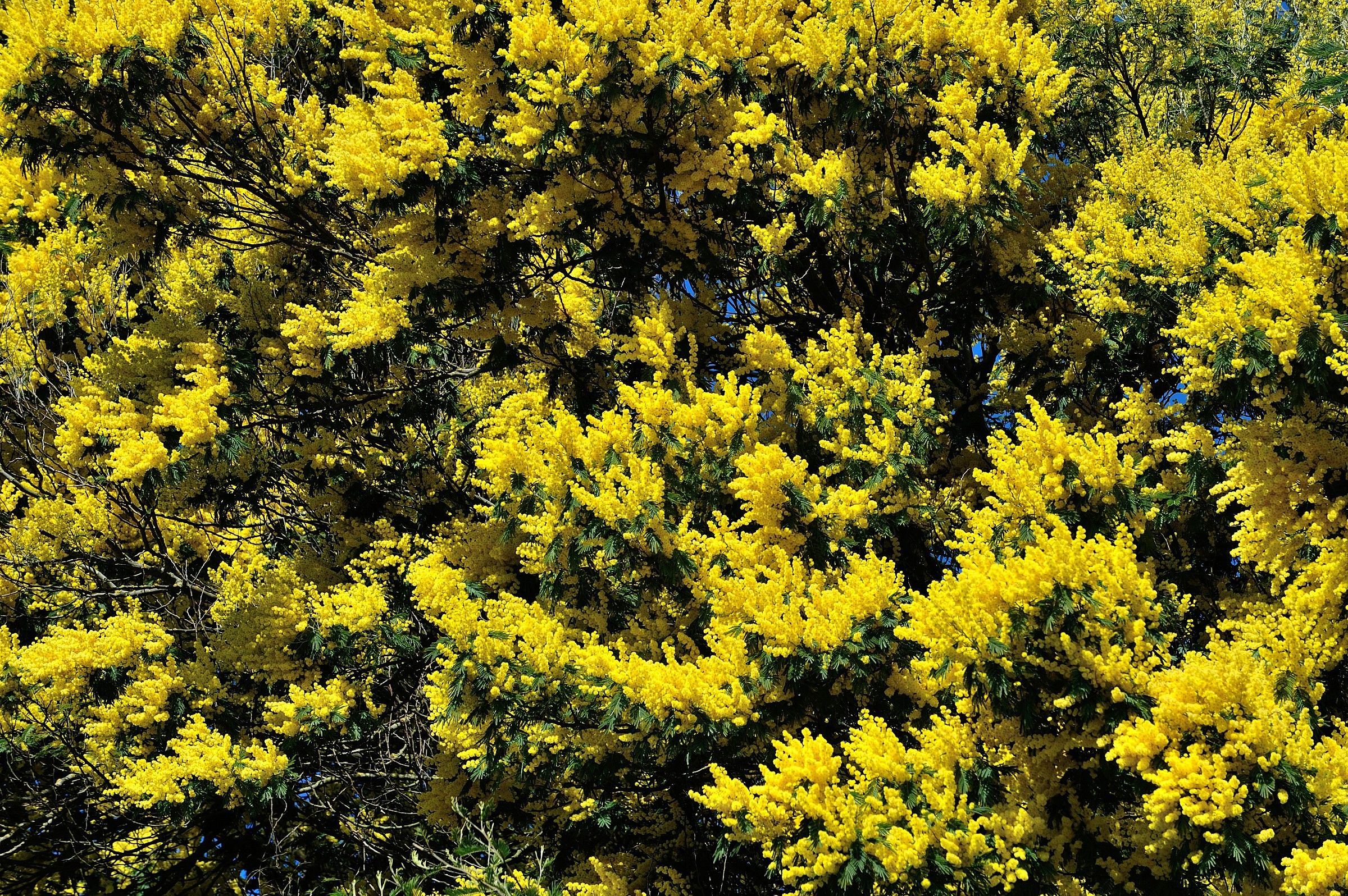 A tutte le Donne del Mondo