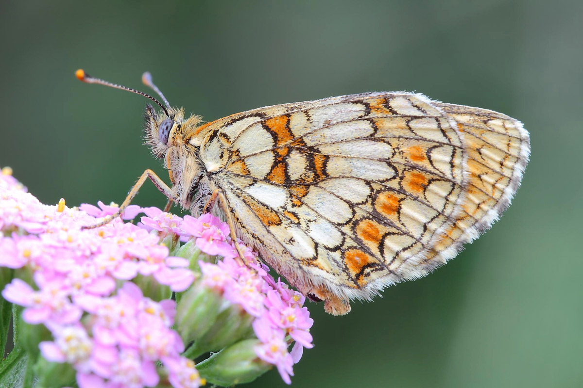 melitaea didyma
