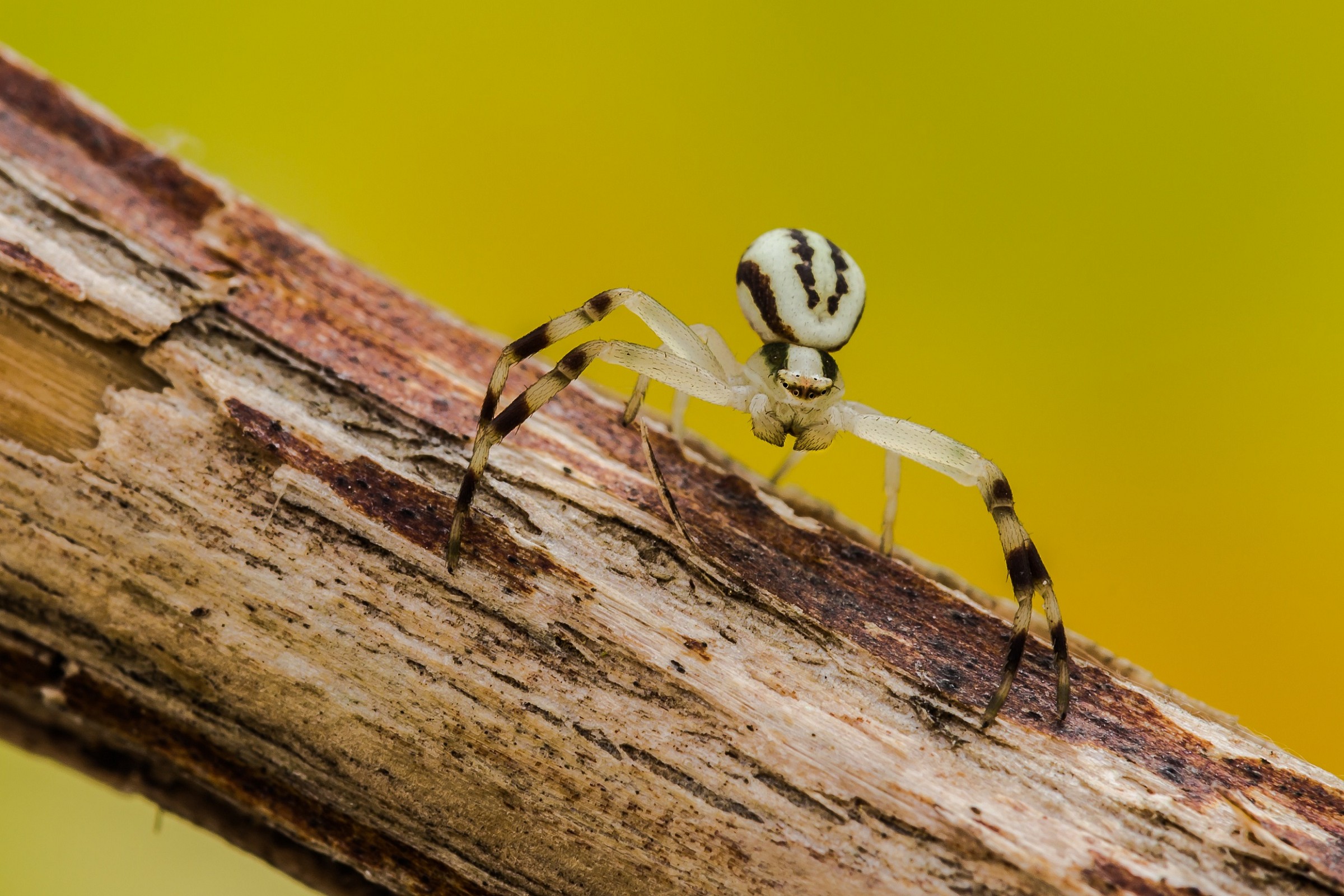 Misumena vatia (maschio)