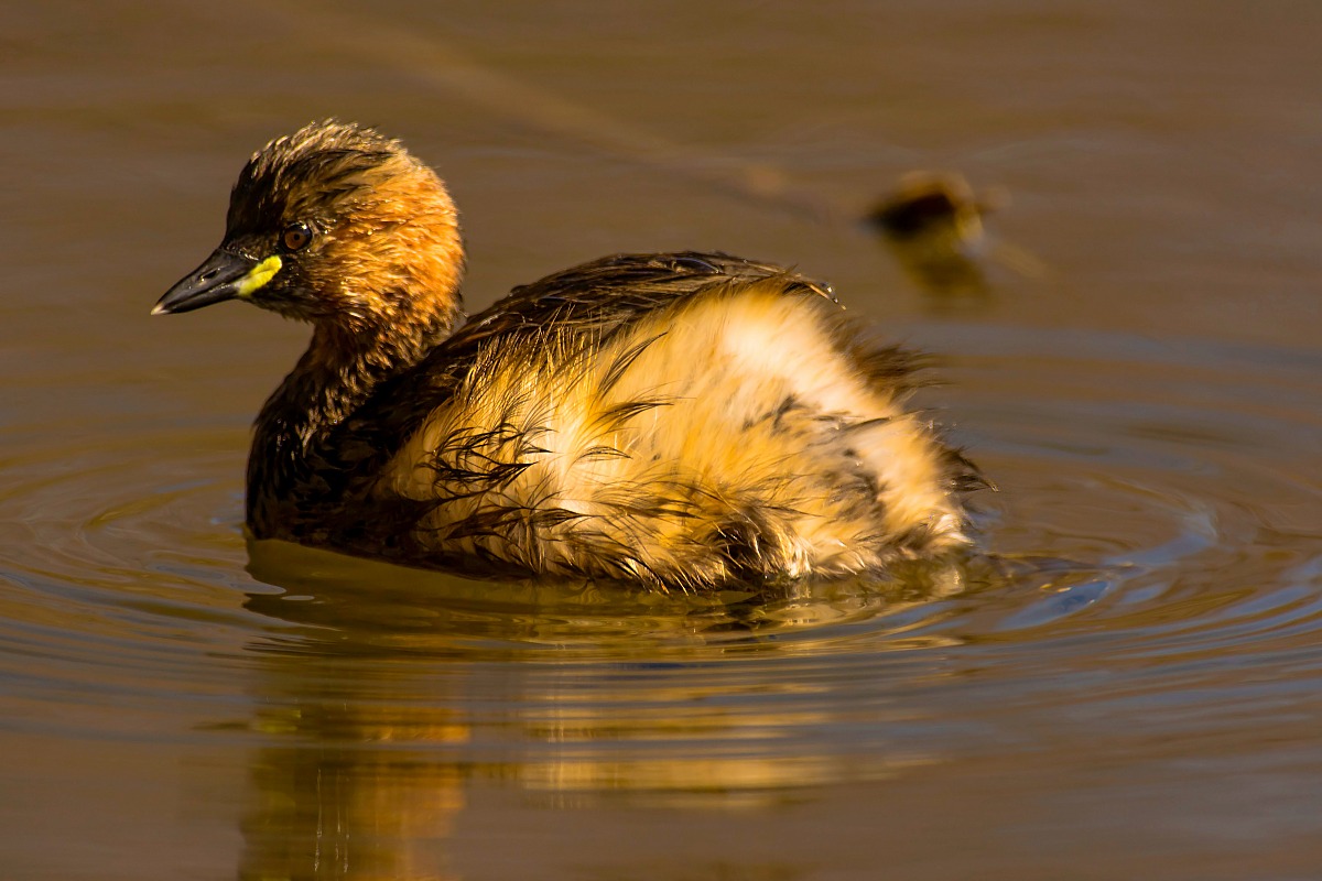 Little Grebe