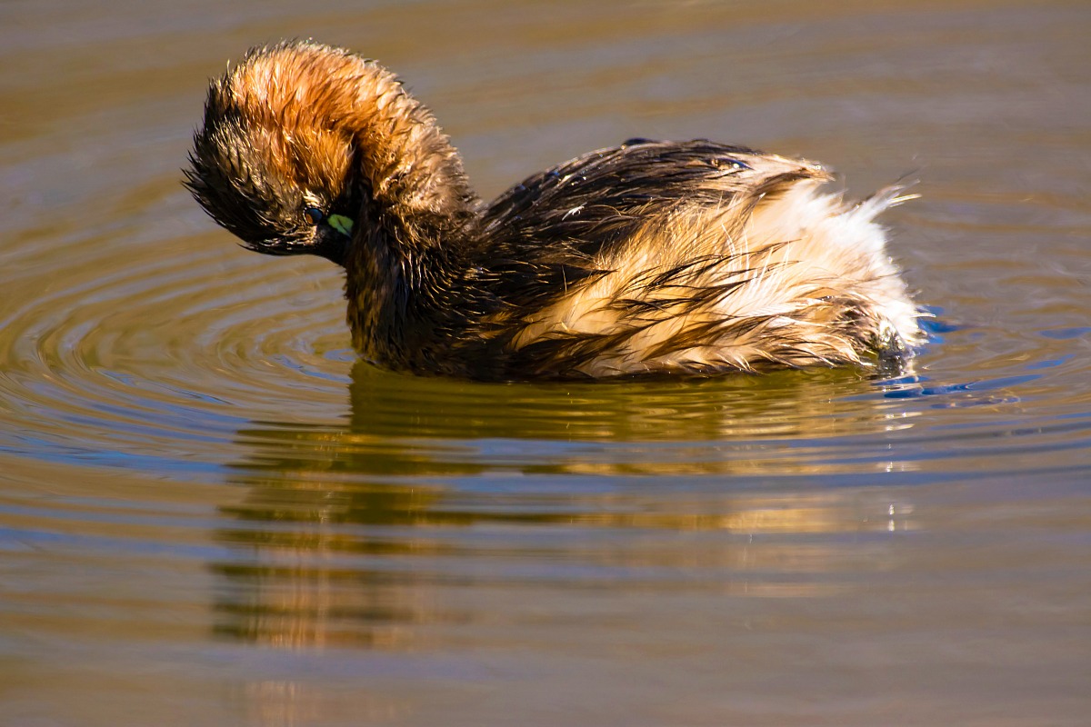 Little Grebe