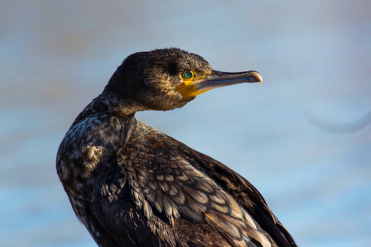 Cormorant