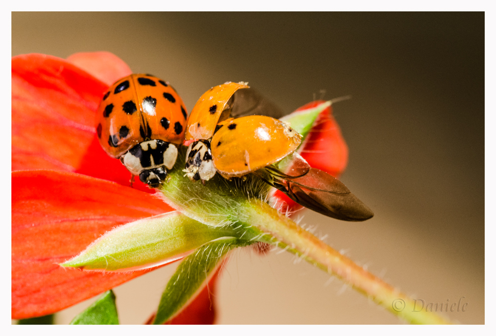 ladybugs