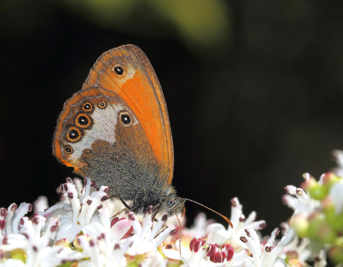 Nymphalidae Satyrinae