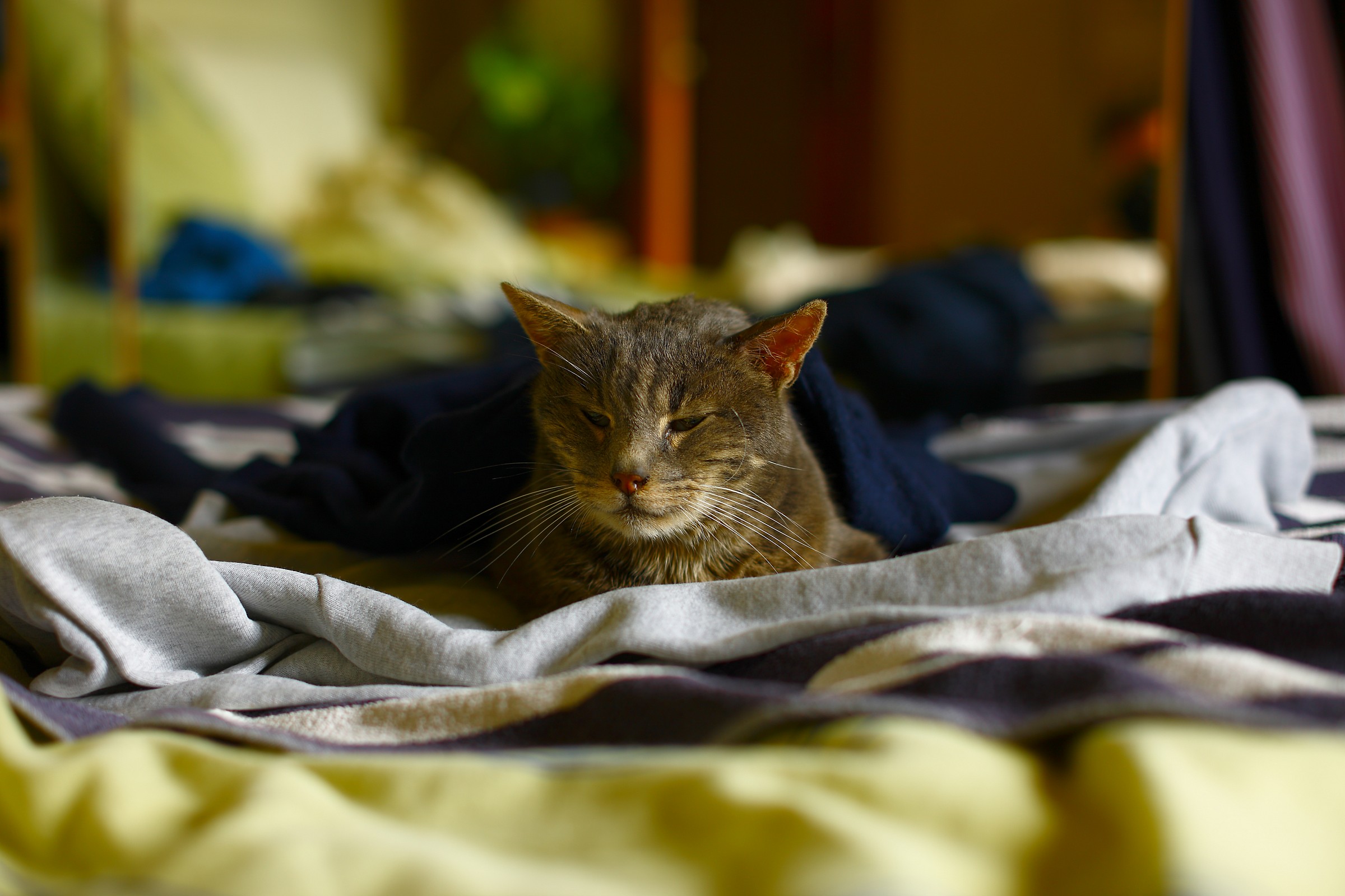 Gatta di un amico a luce naturale