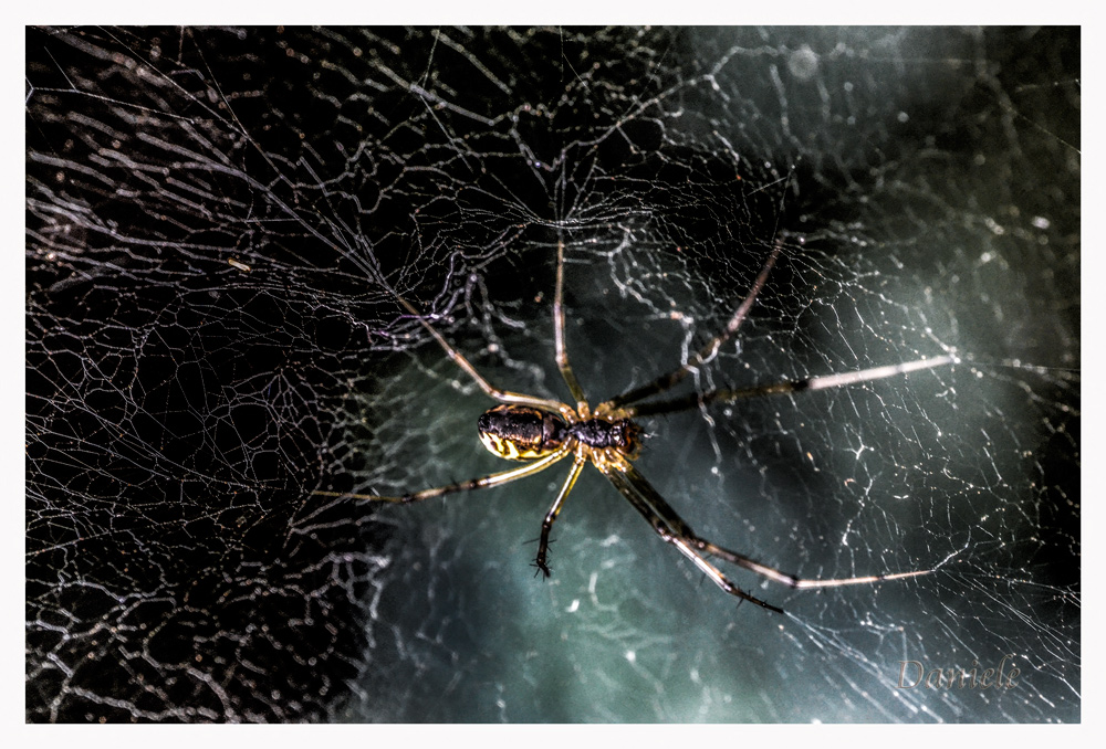 The spider web