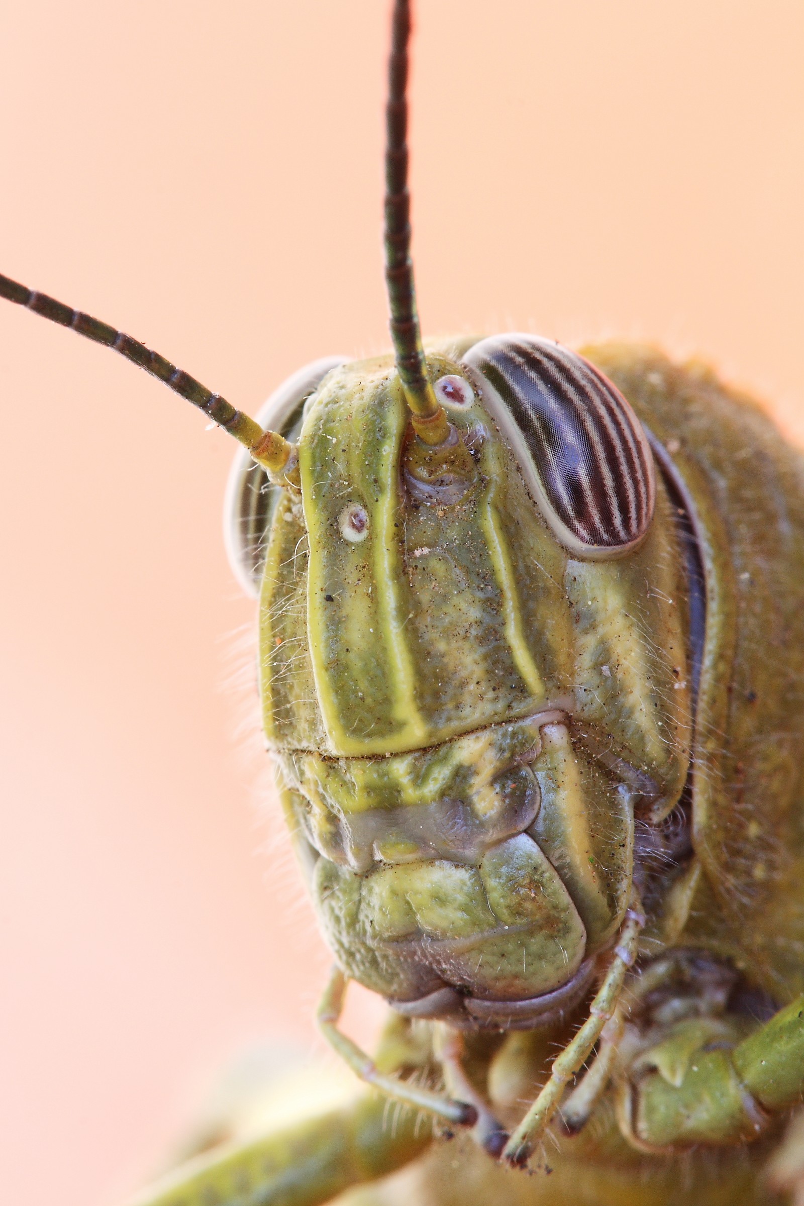 Anacridium aegyptium (Acrididae)