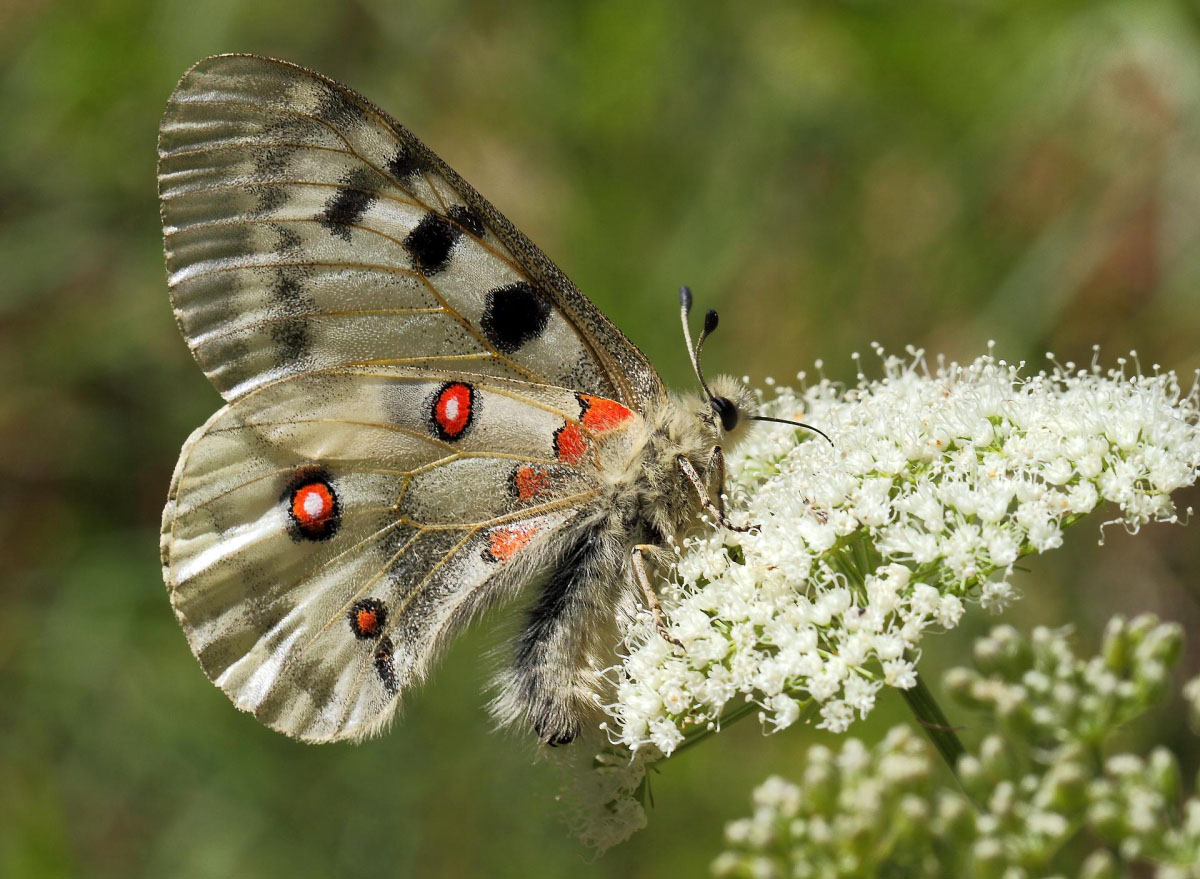 Parnassius apollo