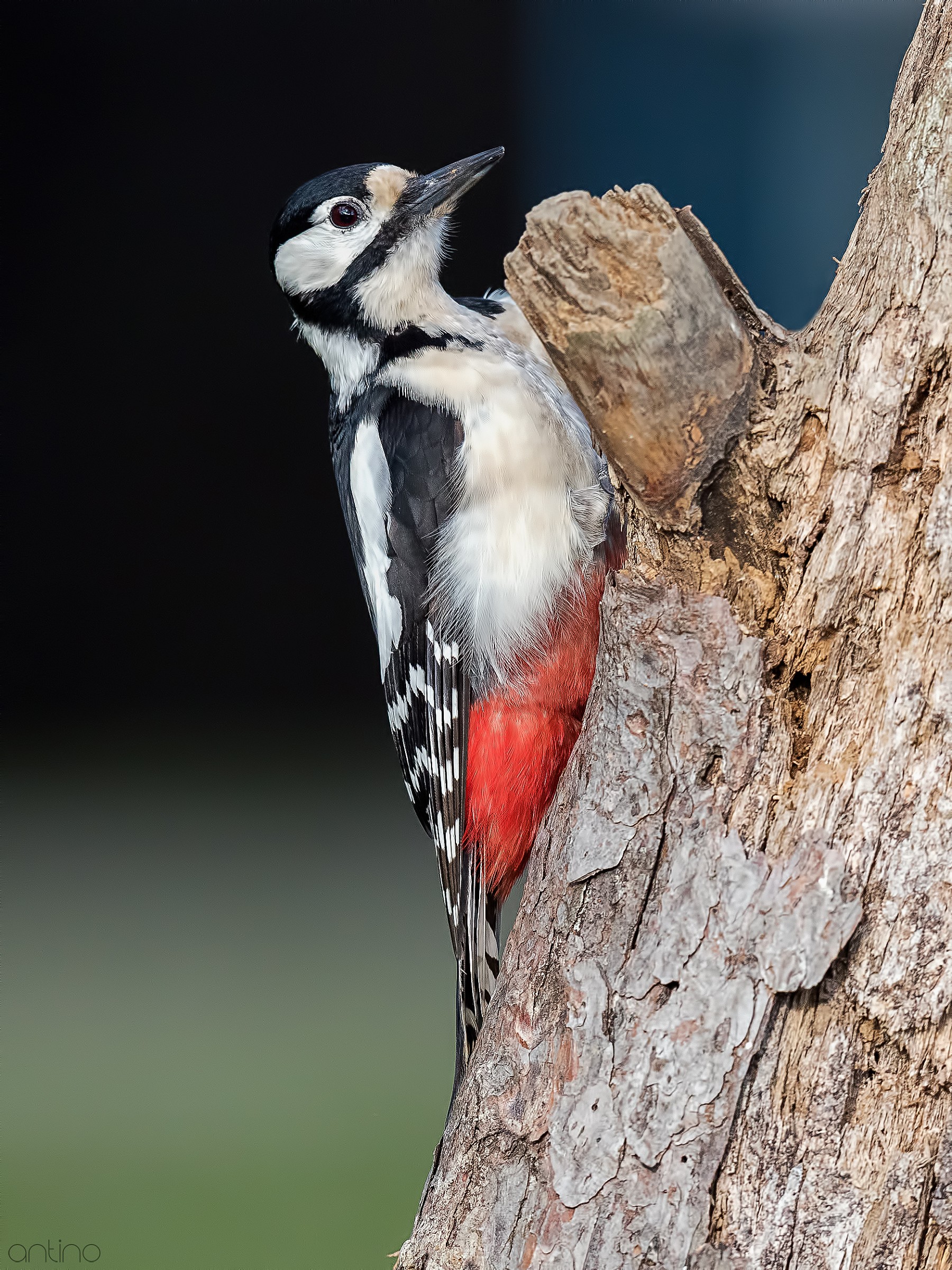 Picchio rosso maggiore