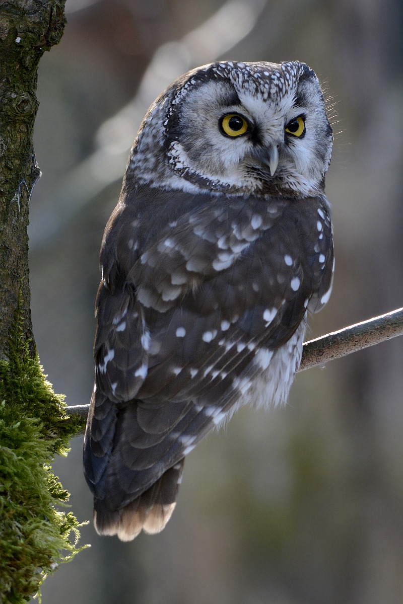 Boreal owl
