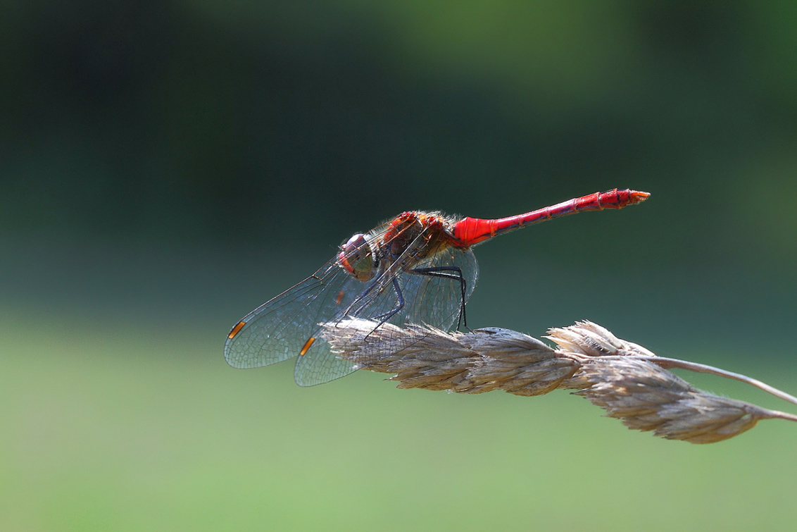 Sympetrum pedemontanum