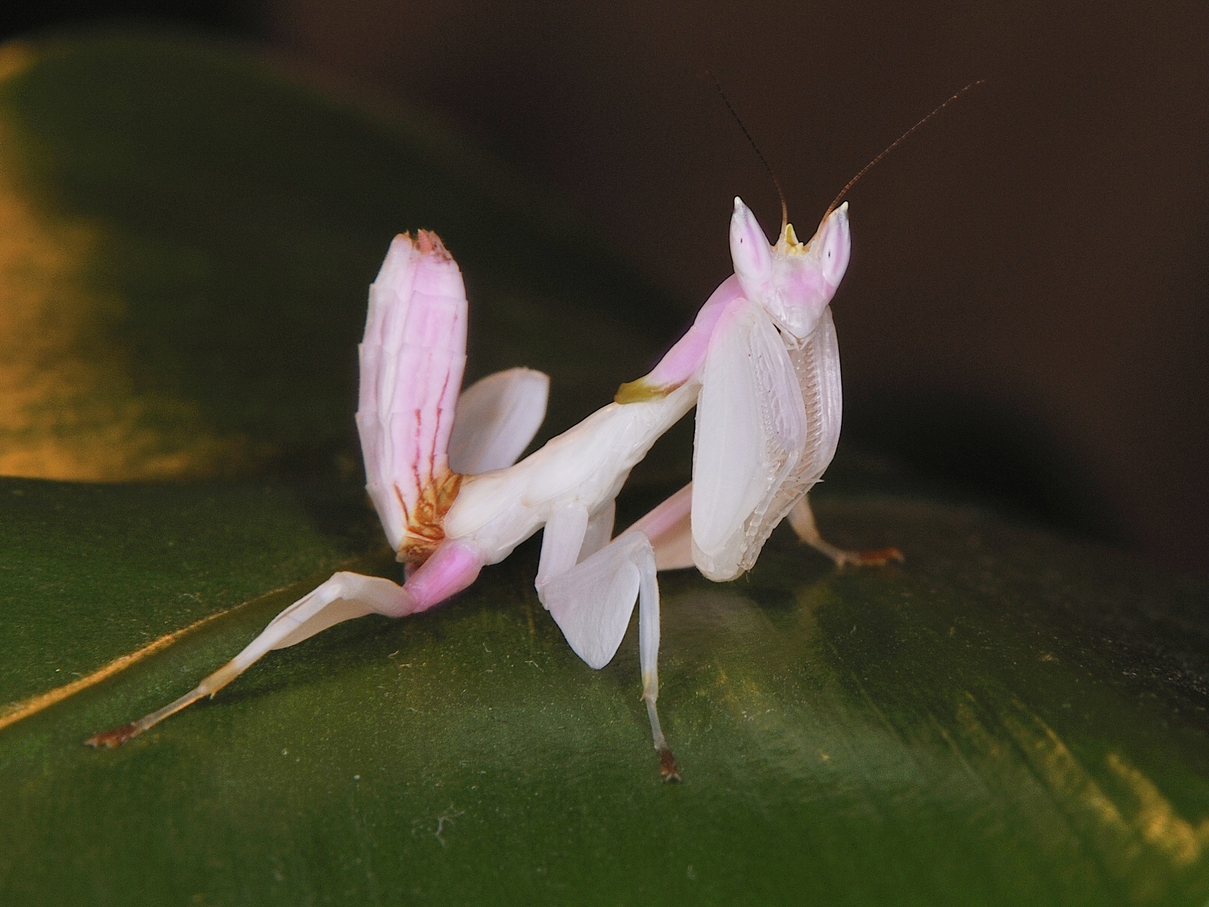 Mantis Orchid