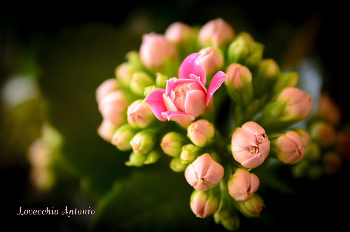 Small flowers grow ....