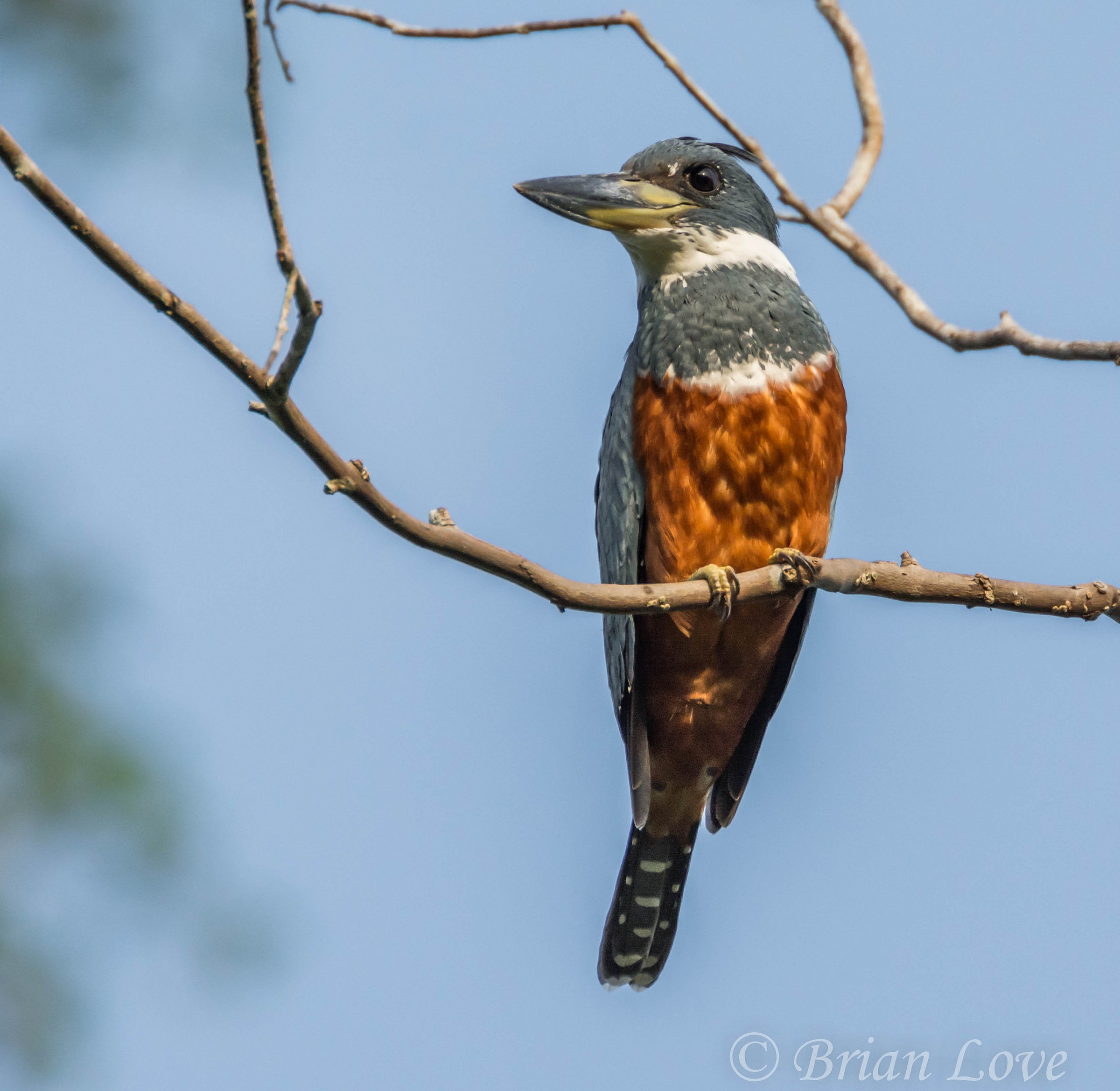 Ringed Kingfisher - Femminile