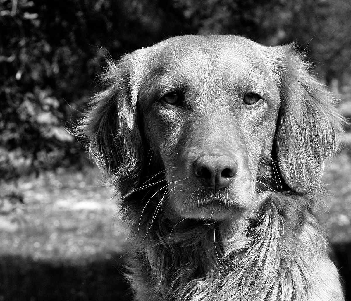Portrait of a stray.
