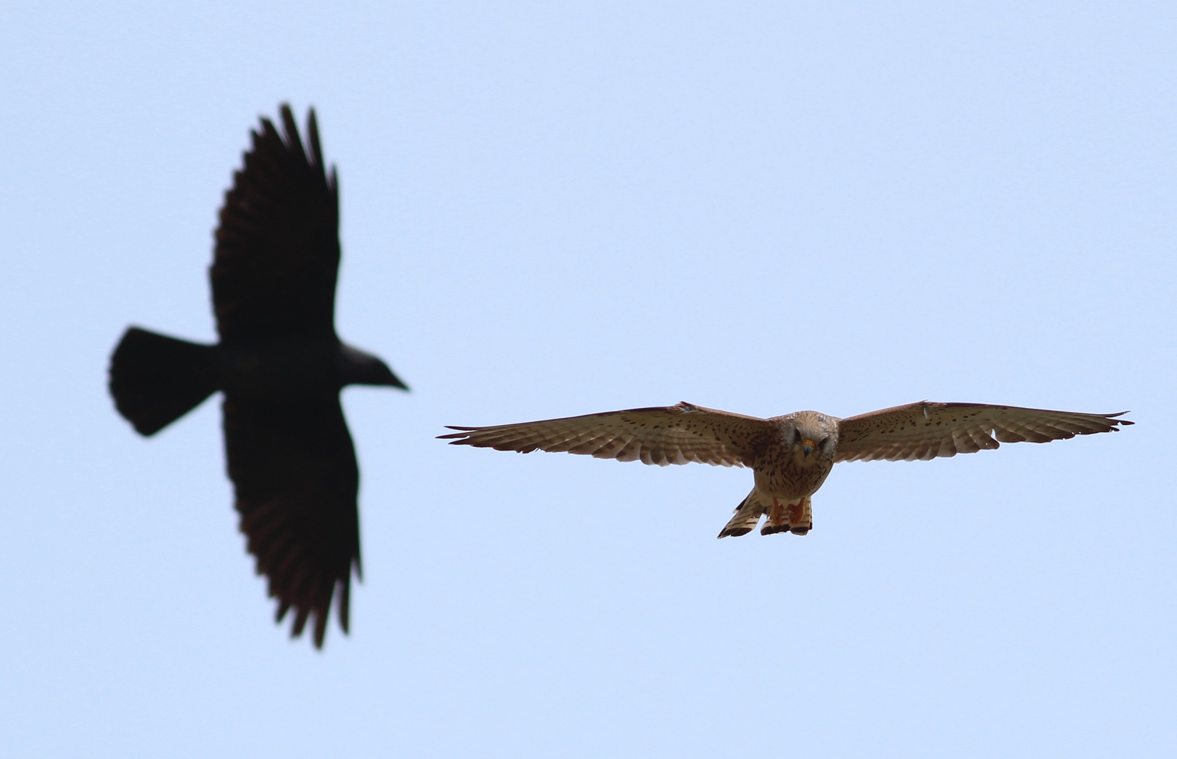 grillaio e cornacchia